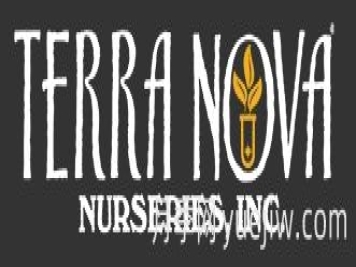 月季育種家：美國(guó)特拉諾瓦苗圃(Terra Nova)