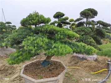 園林植物：羅漢松