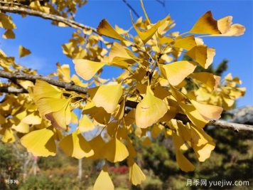 園林人必知，世界五大行道樹(shù)！