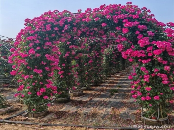 藤本植物必知四大類，你知道幾個？