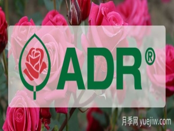 德國月季新品種綜合測試(ADR)