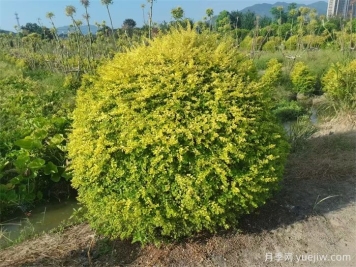 植物科普：亮晶女貞