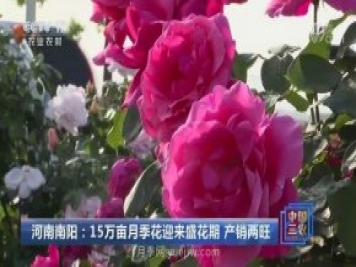 河南南陽：15萬畝月季花迎來盛花期 產(chǎn)銷兩旺