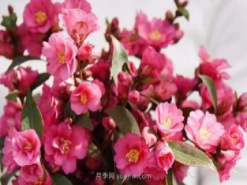 茶花養(yǎng)護(hù)就這么做，開花大又艷