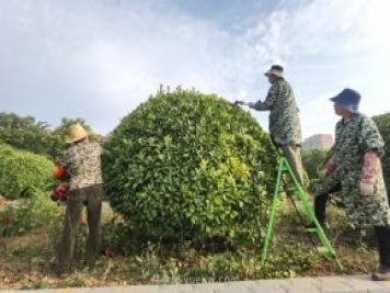 南陽(yáng)綠地：修剪綠植 提升“顏值”