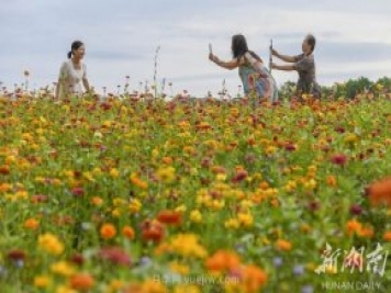 永州道縣悅游花海 百日菊進(jìn)入盛花期