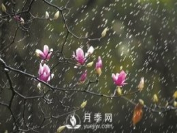 郁金香桃花月季......廣州連片花海齊齊奉上邀你賞