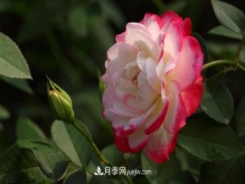 月季常見(jiàn)的病蟲(chóng)害問(wèn)題！月季這么養(yǎng)，芬芳留給你