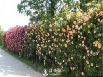 做花墻除了藤本月季花墻，還有這4種花