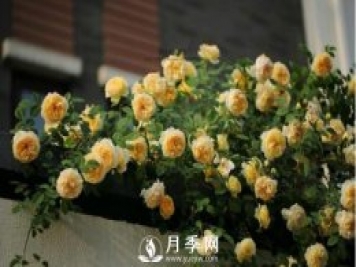 想月季四季開花？陽臺栽培技術(shù)必看不可