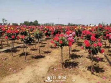 安徽阜陽網(wǎng)紅打卡地誕生：阜南恒居月季花海等您來！