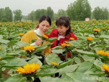 南陽(yáng)唐河：桐寨鋪鎮(zhèn)花卉種植基地為鄉(xiāng)村振興錦上添花