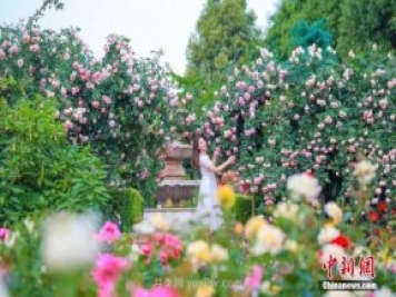 成都玫瑰花海吸引游客 匯集世界各地700余種頂級玫瑰