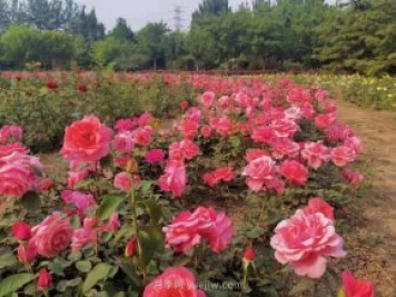 北京南海子公園近8萬株月季花美麗盛開