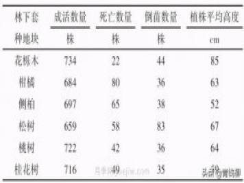 不同樹種林下套種黃精種植技術(shù)初探