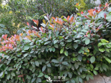 紅葉石楠養(yǎng)護(hù)，防治病蟲害是關(guān)鍵