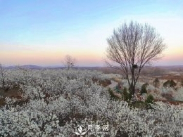 南陽美景：聞香賞花 莫負(fù)春光