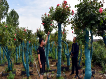 古樁月季繁花似錦，美麗經(jīng)濟花開鎮(zhèn)平