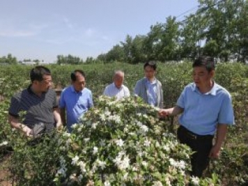 唐河唐梔子，地標農(nóng)產(chǎn)品成農(nóng)民增收致富的朝陽產(chǎn)業(yè)