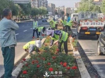 遼源城市大街變身月季大道