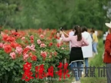 襄陽(yáng)保康：簡(jiǎn)家坪村月季花海引來眾多游客打卡