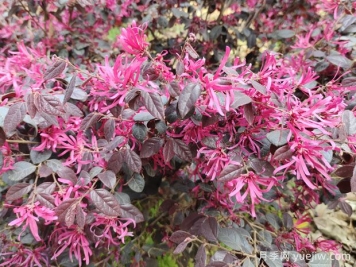 紅花繼木種植技術(shù)