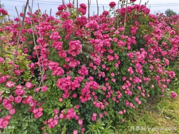 藤本小苗月季開花墻，按照這6個秘訣，帶來花開驚喜