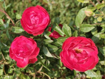 木香花和薔薇花的區(qū)別