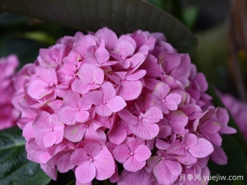 繡球花開完花后什么時候修剪？