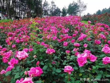 月季名園：達州成都山花纖谷玫瑰園