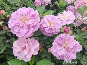 適合陽臺(tái)的藍(lán)色陰雨小型藤本月季，陽臺(tái)變花墻