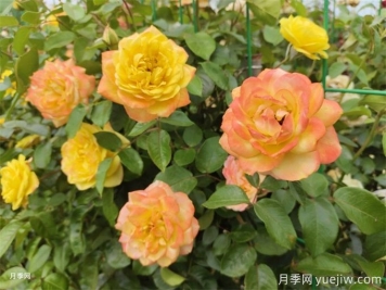 看古代人的養(yǎng)花真經(jīng)，現(xiàn)在依然管用