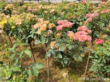 怎么正確給月季花澆水？月季澆水要避免四種情況