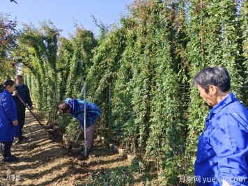 想讓藤本月季快速開滿墻，秋季應(yīng)該如何做？