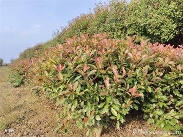 紅葉石楠繁殖方法和植后管理