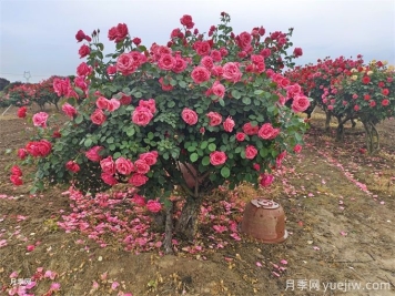 關(guān)于花木散土球的解決方法