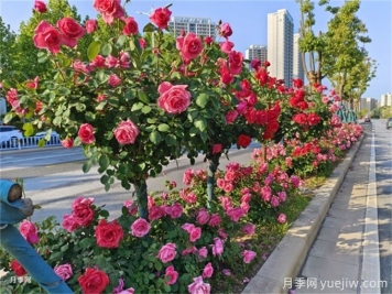 多彩月季扮靚街頭，城市月季應(yīng)用范圍