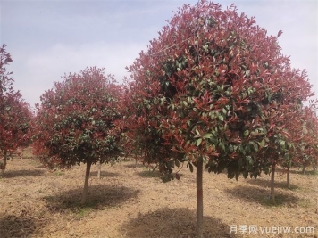 推薦20種彩葉樹(shù)種，用于園林綠化造景