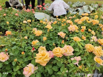 如何搭配花卉和地被植物來營造豐富的景觀效果？