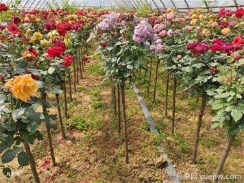 一株月季花開多色，芽接教你如何做到