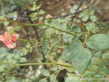 想要月季秋花開的美，關(guān)鍵是防治薊馬