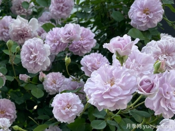 藍(lán)色陰雨月季，花量大、長勢快、花色清新