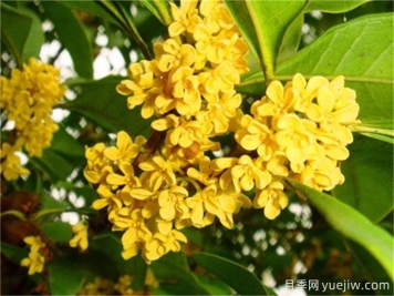 桂花不開(kāi)花的原因分析