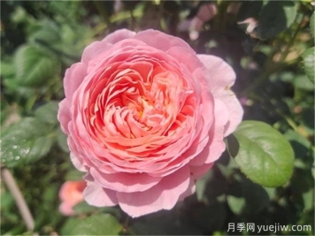 花期超長的3個(gè)月季花，你一定會(huì)愛上它們