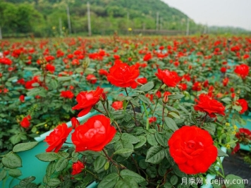 深紅花房月季