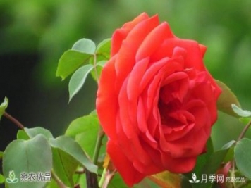 河南種苗站認定南陽市“薔薇屬植物種質(zhì)資源庫”建設(shè)項目