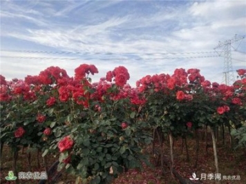 1.2萬畝月季園區(qū) 南陽方城博望鎮(zhèn)月季花農過上花樣生活