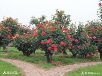 古樁月季樹長(zhǎng)出月季的形態(tài)特征及其種類