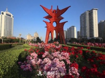 商丘市花月季爭相盛放，增艷商丘市容