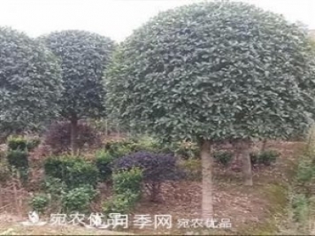 南陽精品桂花球，3-5公分桂花苗桂花樹